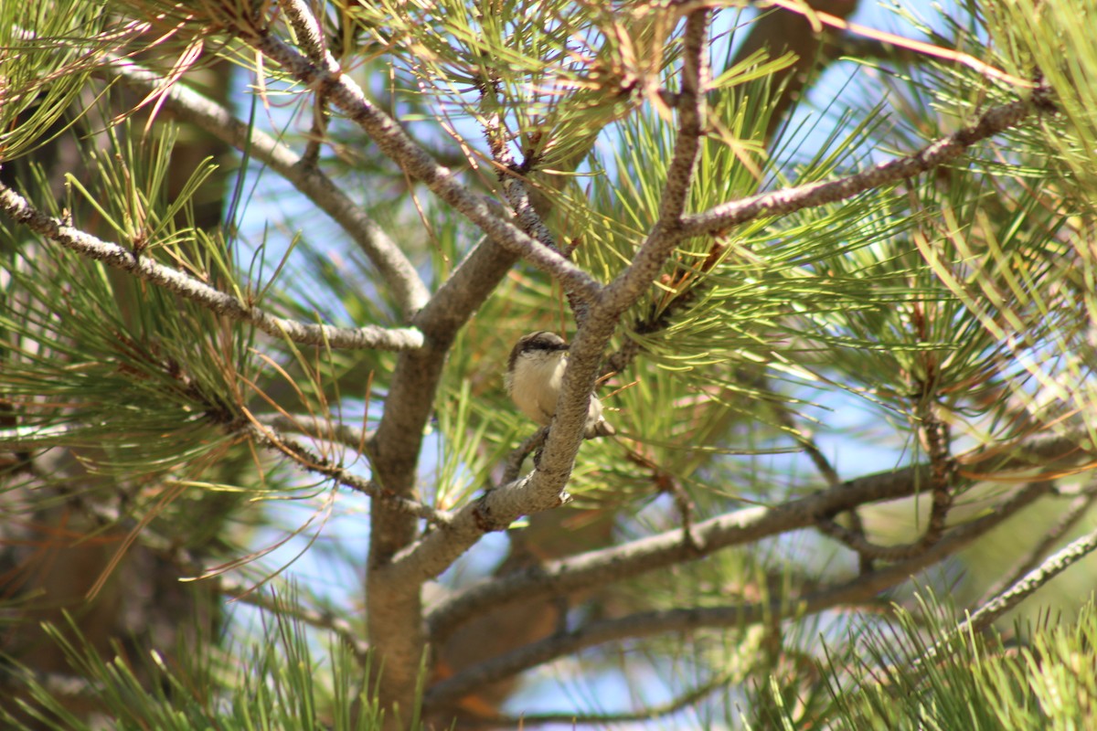 Pygmy Nuthatch - ML640574830