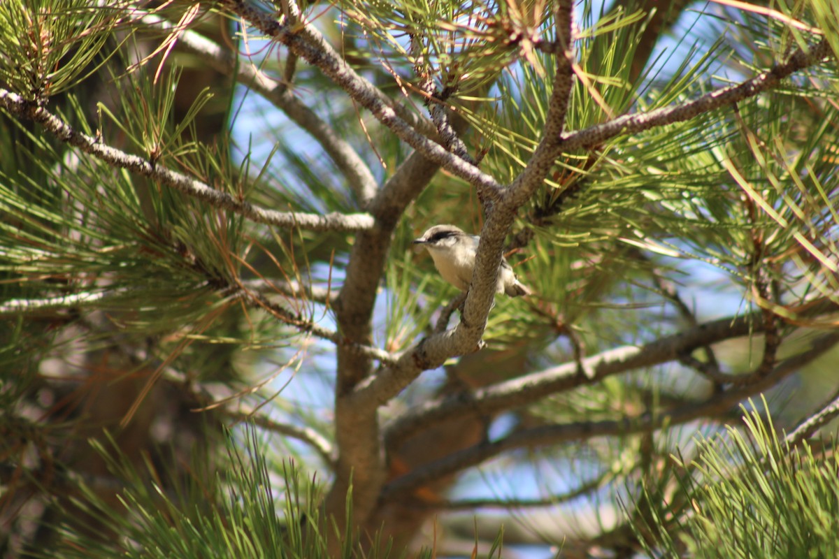 Pygmy Nuthatch - ML640574831