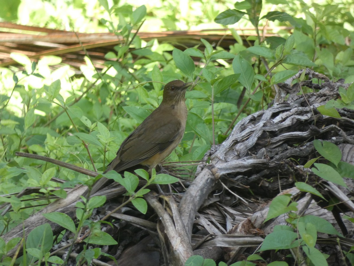 Clay-colored Thrush - ML640574991