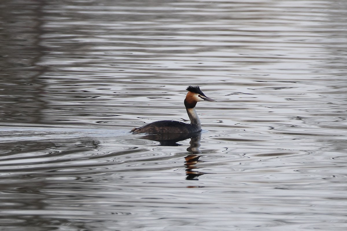 Great Crested Grebe - ML640574992