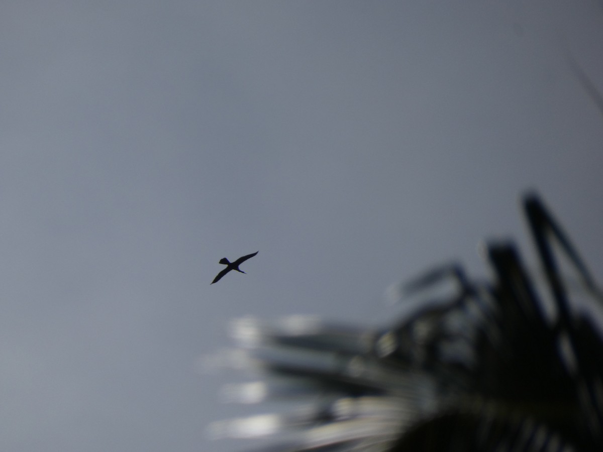 anhinga americká - ML640575009