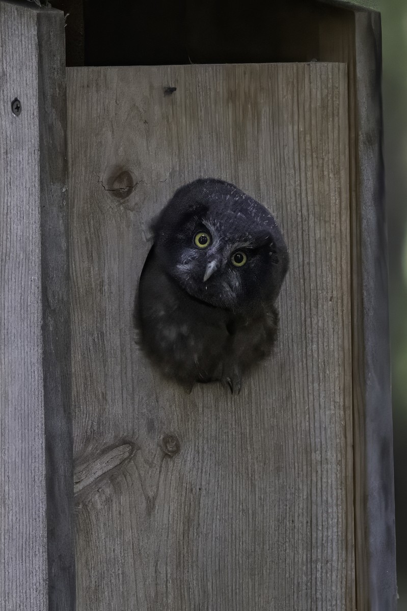 Boreal Owl - ML640575027