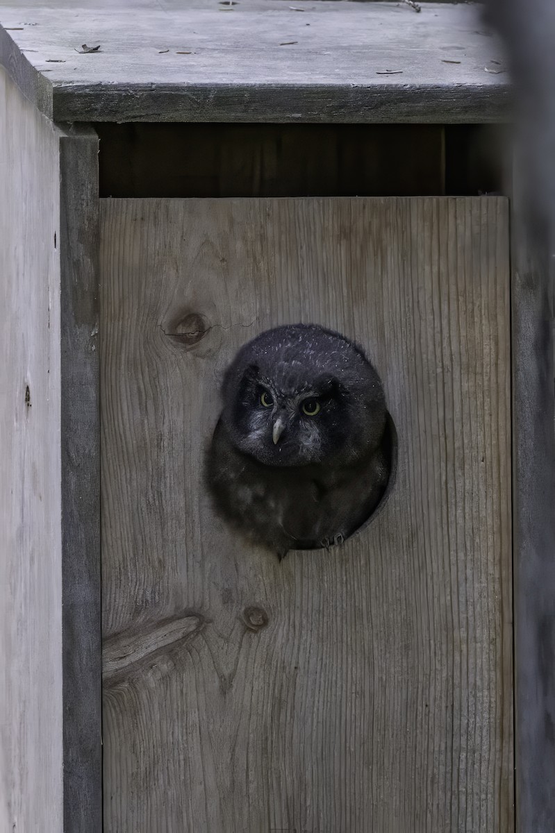 Boreal Owl - ML640575028
