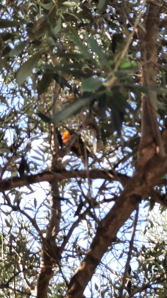 Rainbow Lorikeet - ML640575029