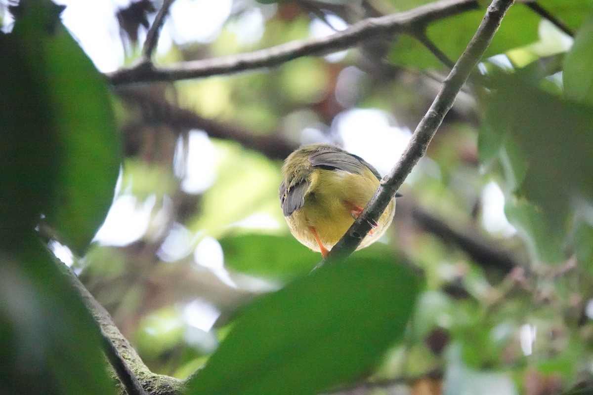 White-collared Manakin - ML640575117