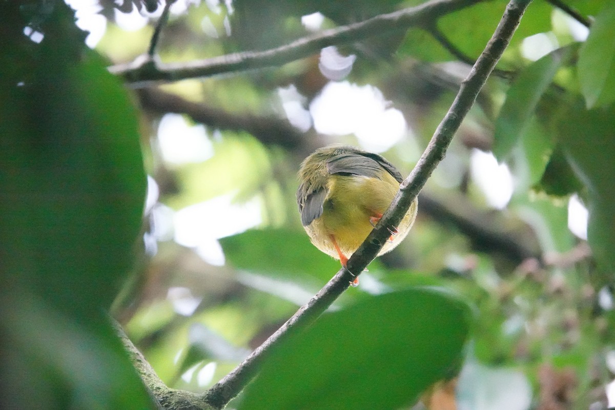 White-collared Manakin - ML640575129