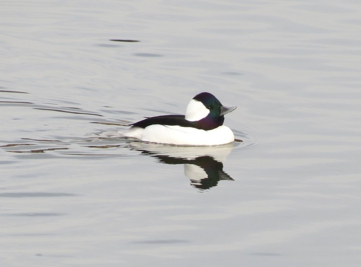 Bufflehead - ML640575170