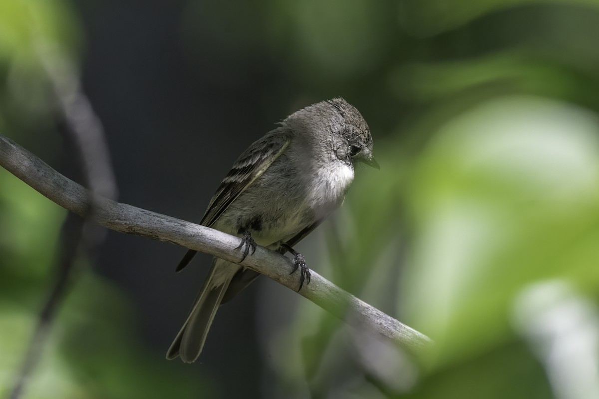 Hammond's Flycatcher - ML640575175