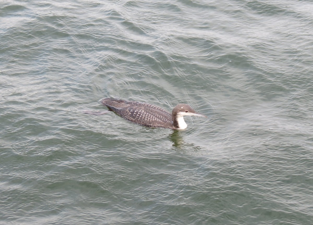 Pacific Loon - ML640575186