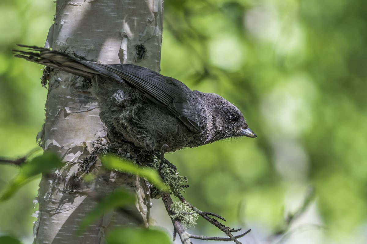 Canada Jay - ML640575217