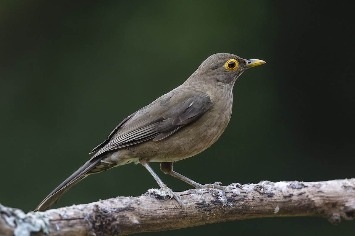 Spectacled Thrush - ML640575367