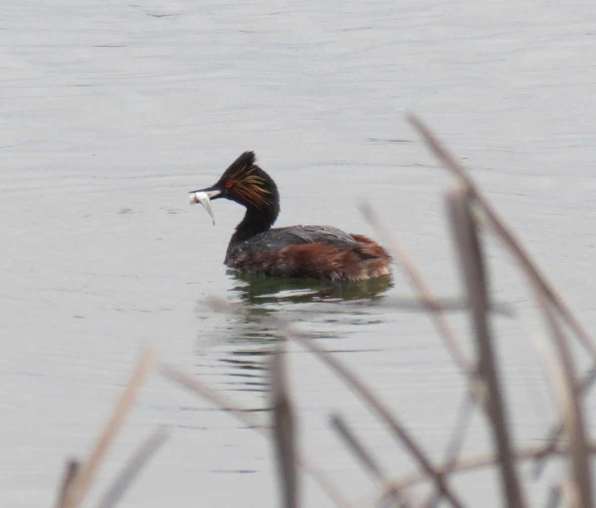 Eared Grebe - ML640575456