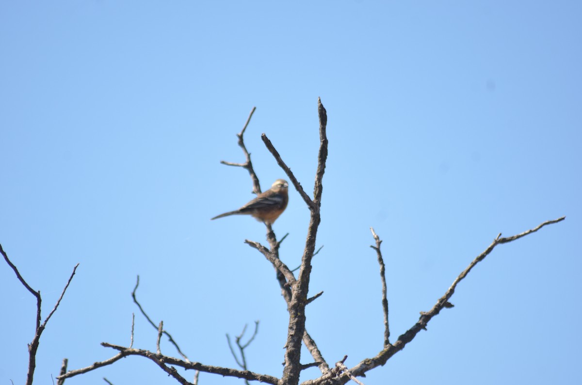 Cinnamon Warbling Finch - ML640575463