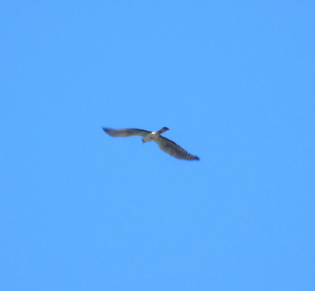 Long-winged Harrier - ML640575506