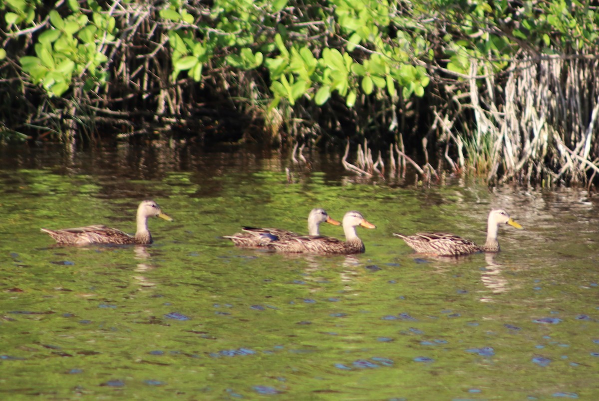 Mottled Duck - ML640575520