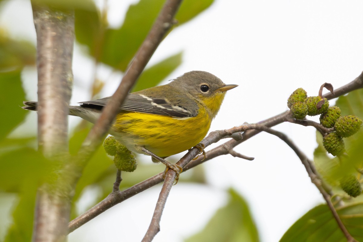 Magnolia Warbler - ML640575604