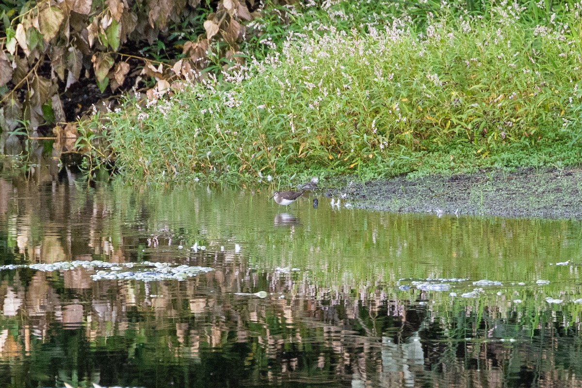 Esmer Düdükçün - ML640575655