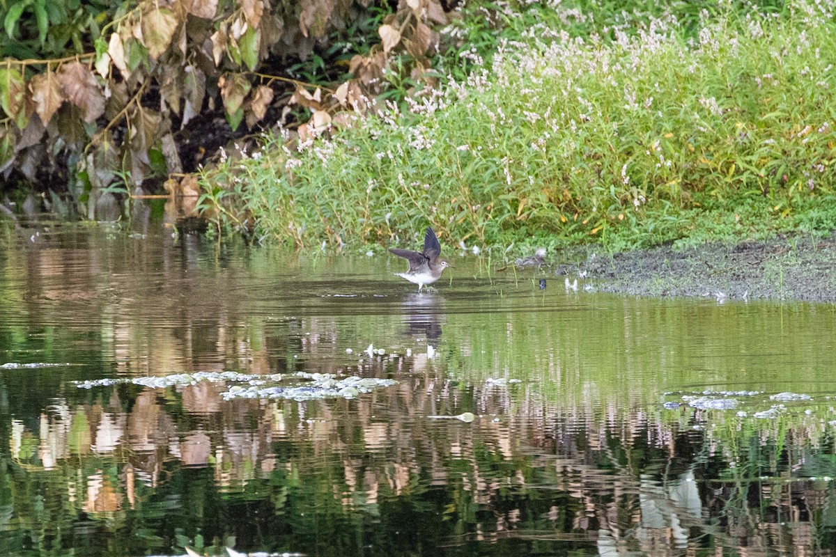 Esmer Düdükçün - ML640575664