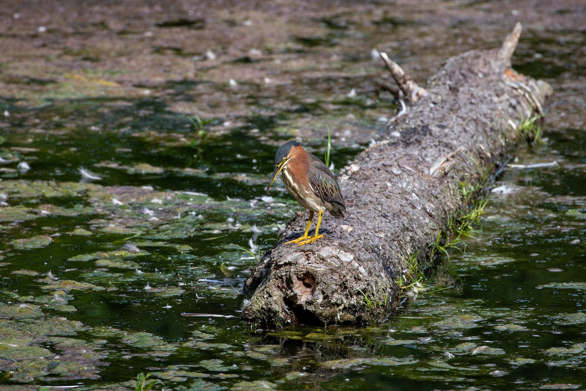 Yeşil Balıkçıl - ML640575681