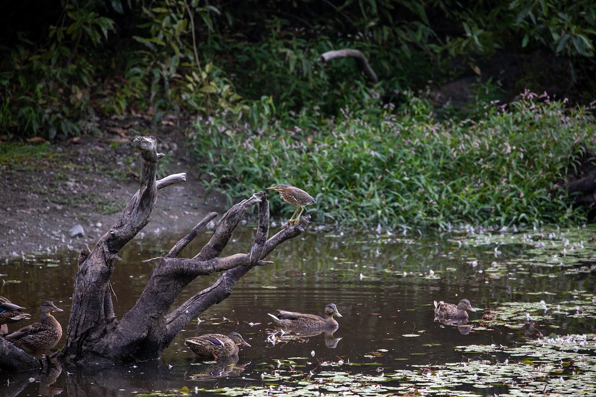 Yeşil Balıkçıl - ML640575694