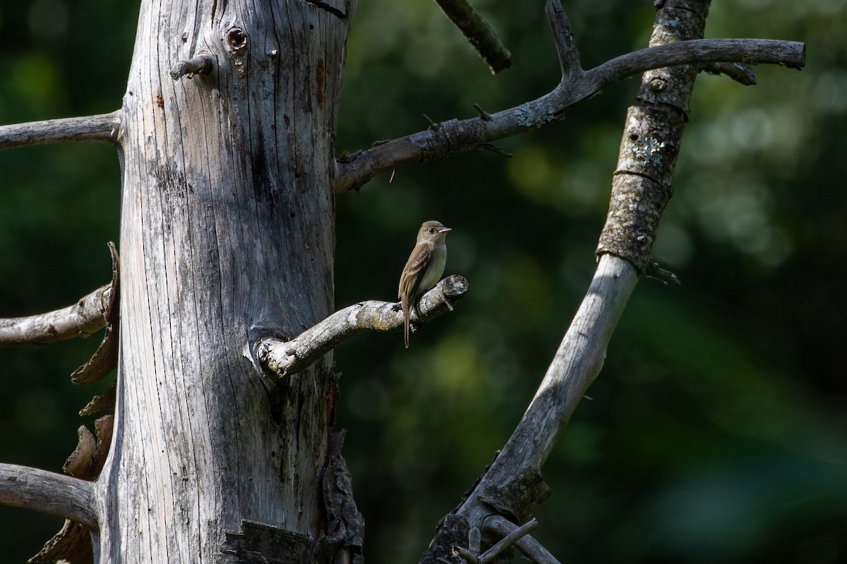 Söğüt Sinekkapan - ML640575708