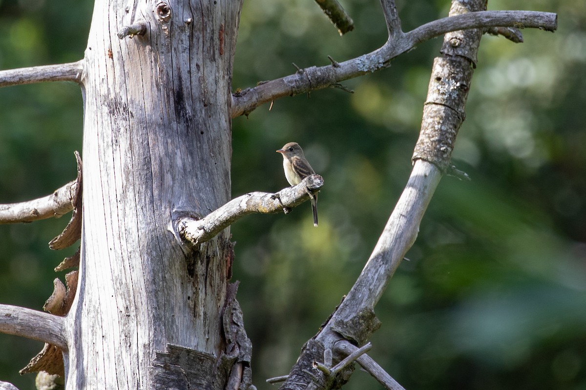 Söğüt Sinekkapan - ML640575714