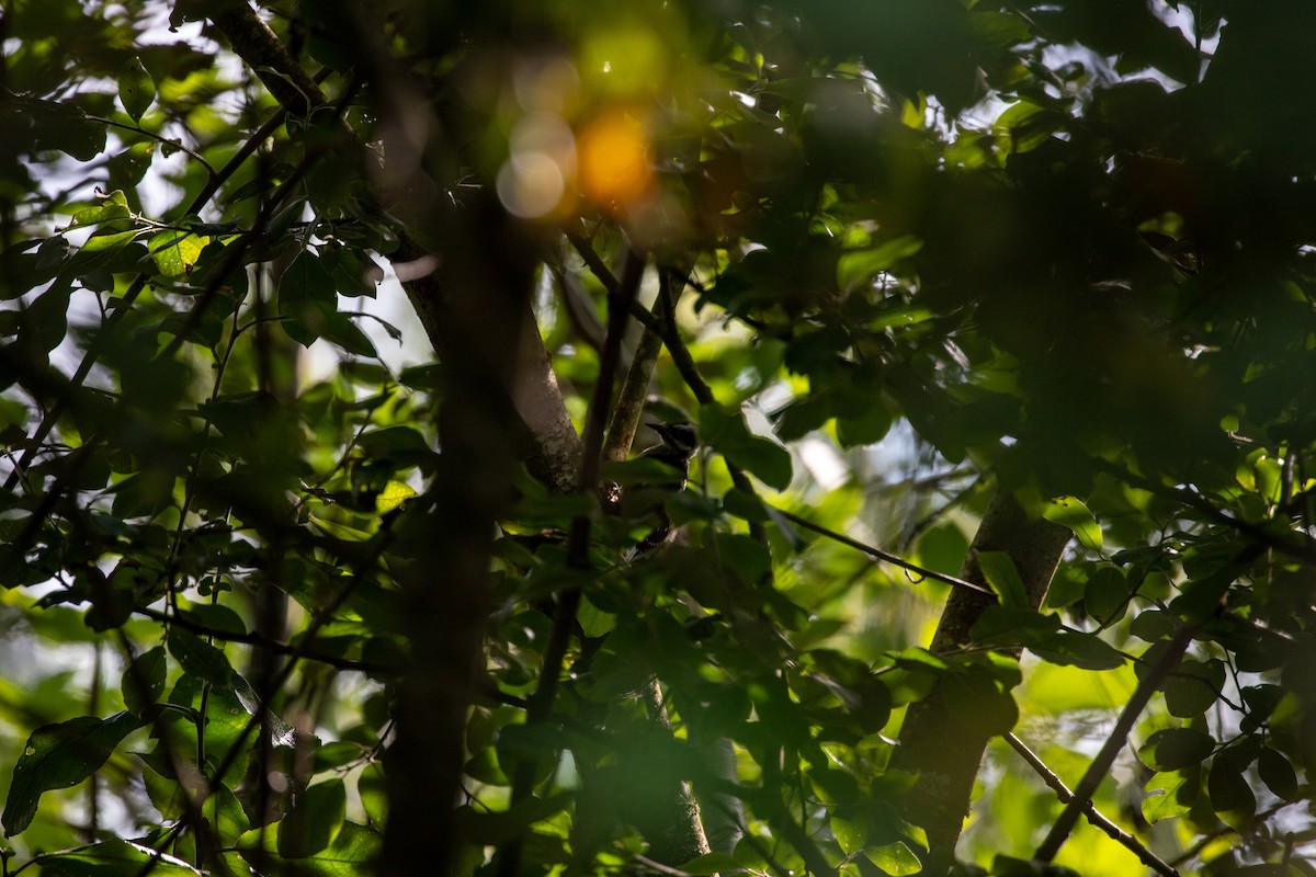 Yumuşak Tüylü Ağaçkakan - ML640575716