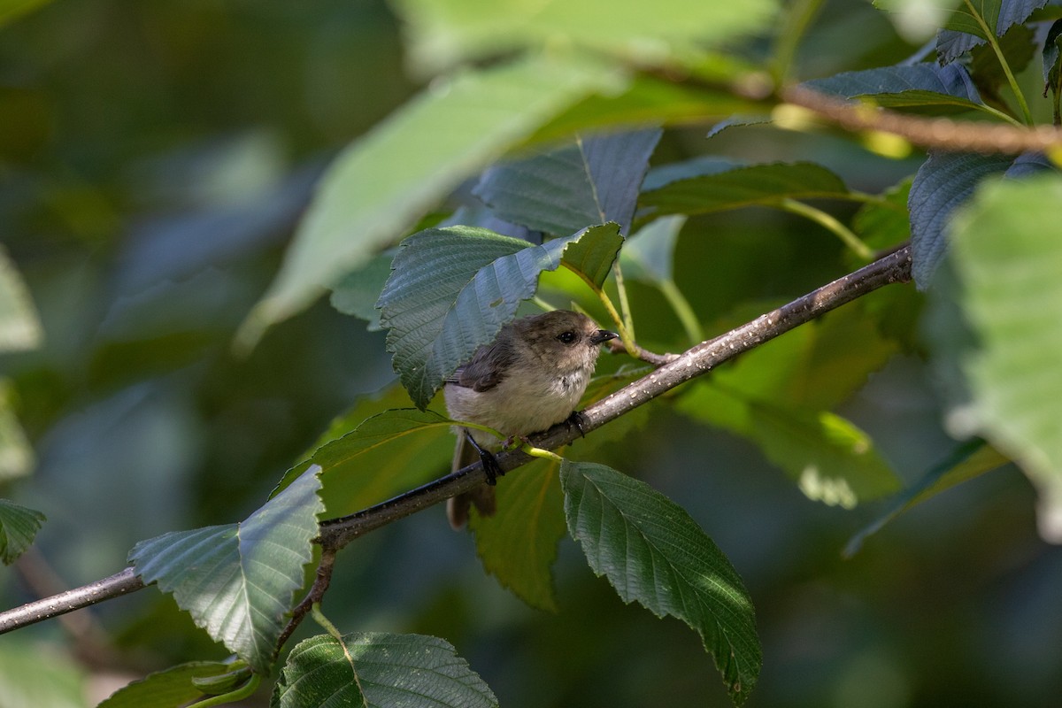 Çalı Uzunkuyruğu - ML640575718