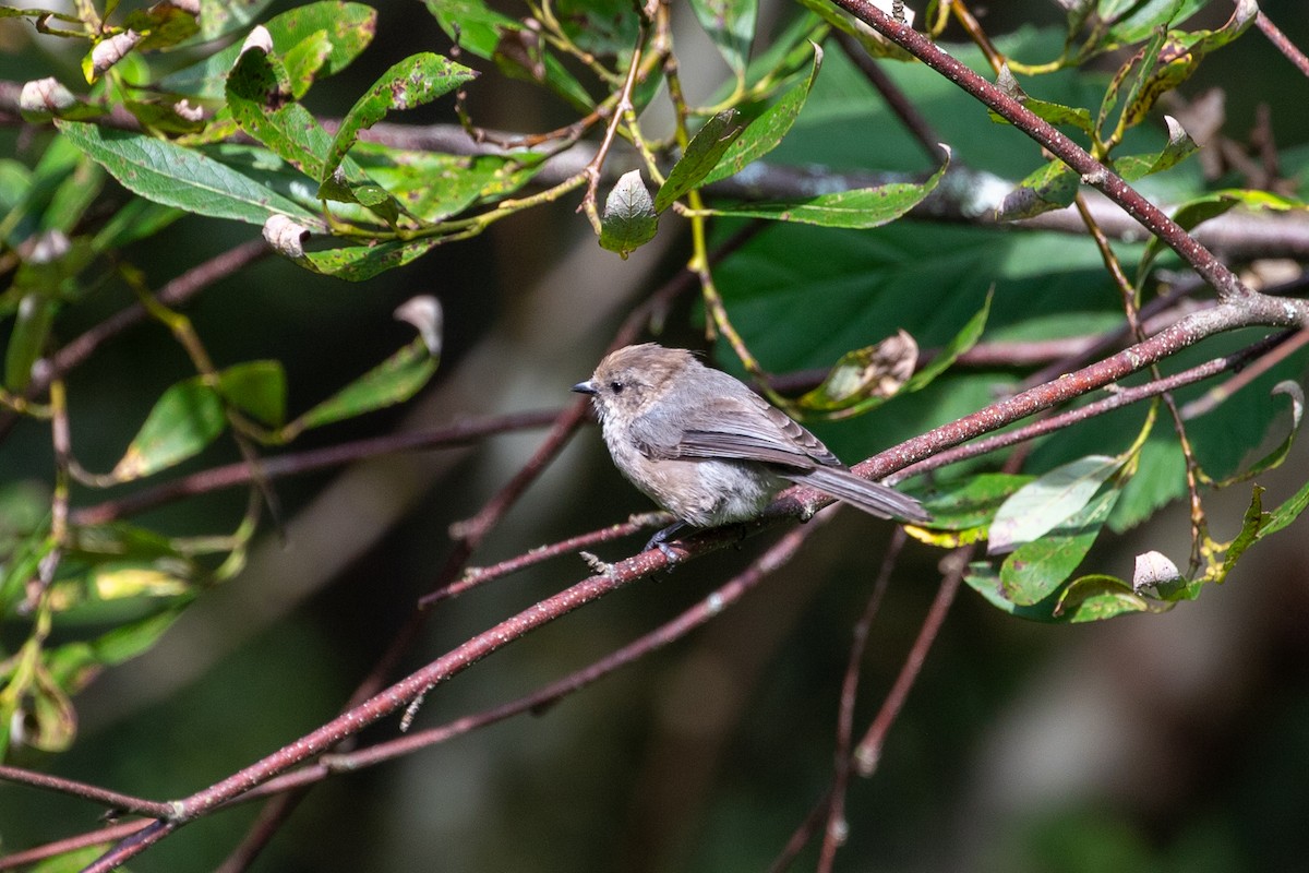 Çalı Uzunkuyruğu - ML640575719