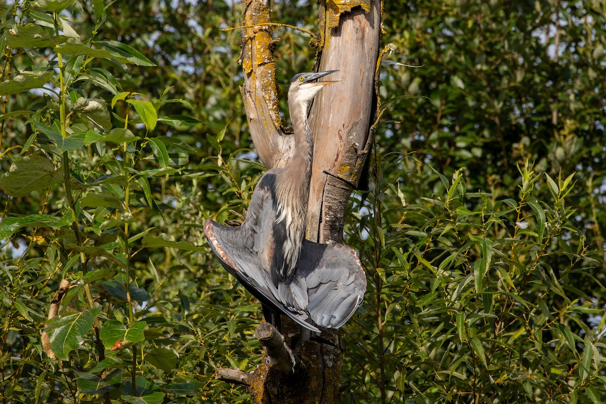 Amerika Gri Balıkçılı - ML640575729