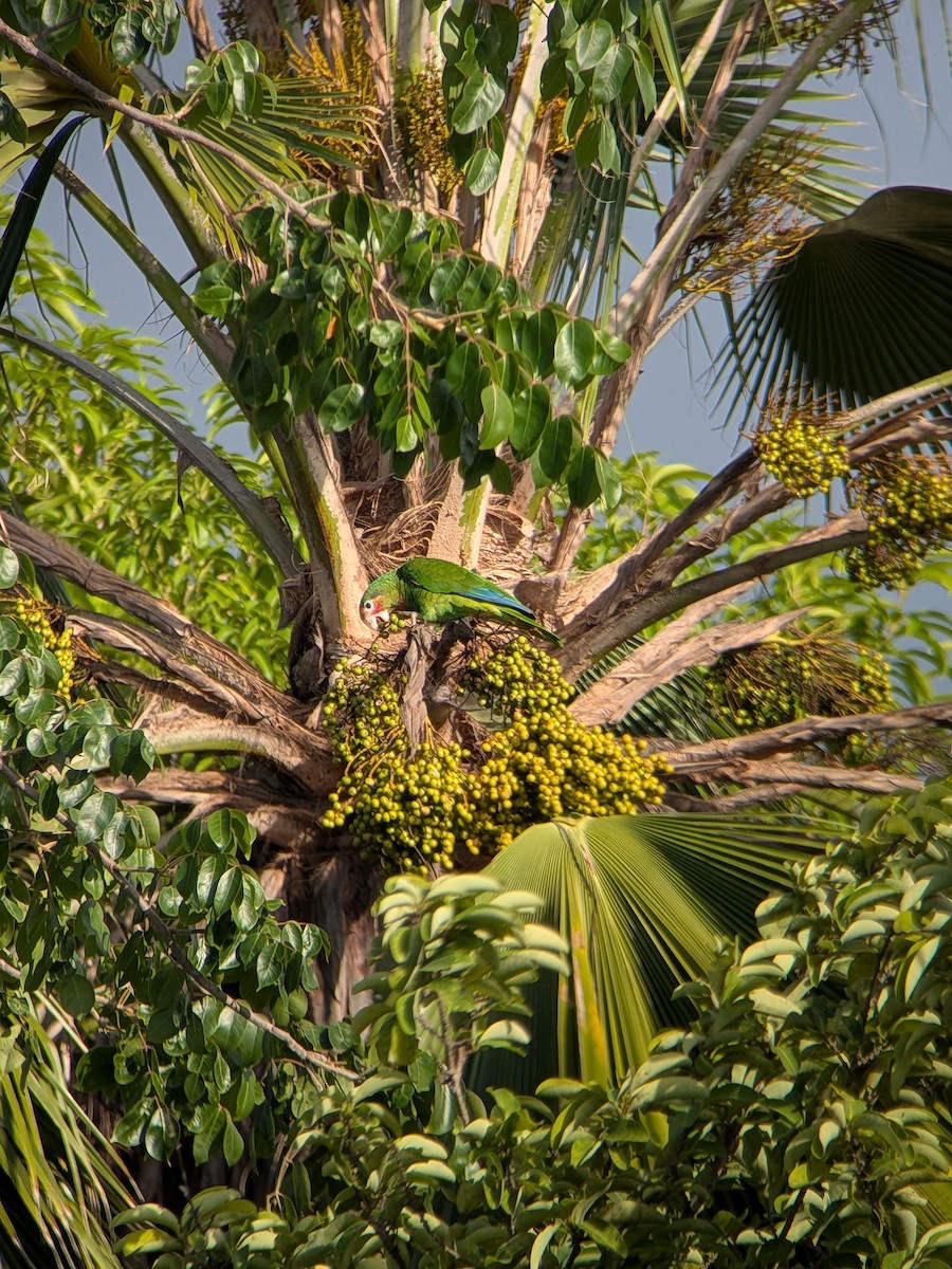 Amazone de Cuba (caymanensis/hesterna) - ML640575730