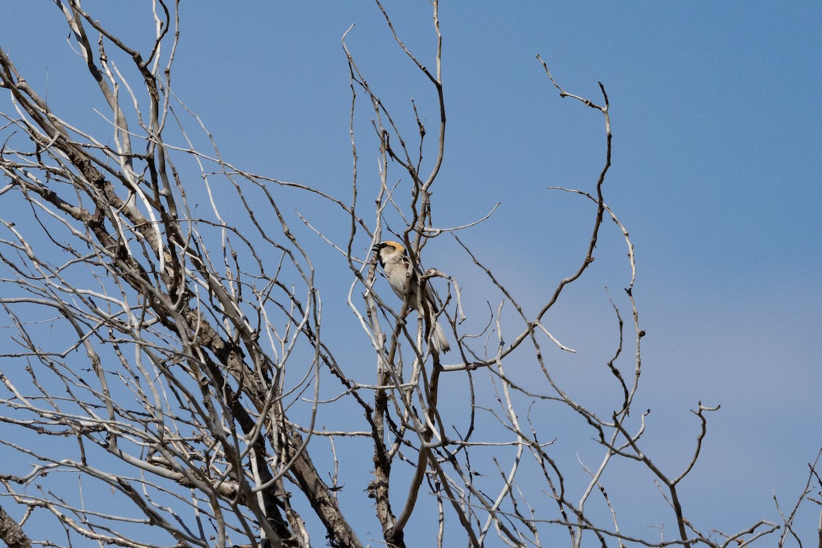 Saxaul Sparrow - ML640575798