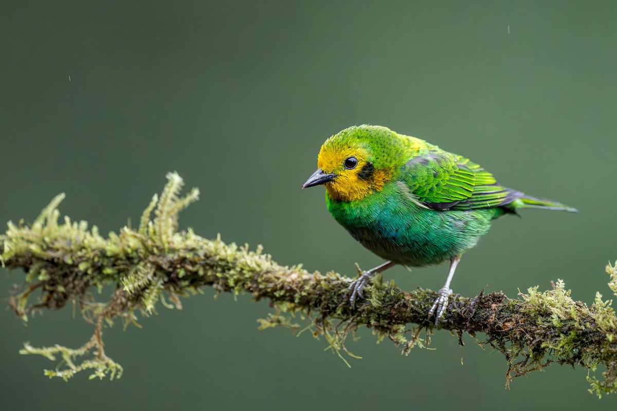 Multicolored Tanager - ML640575836