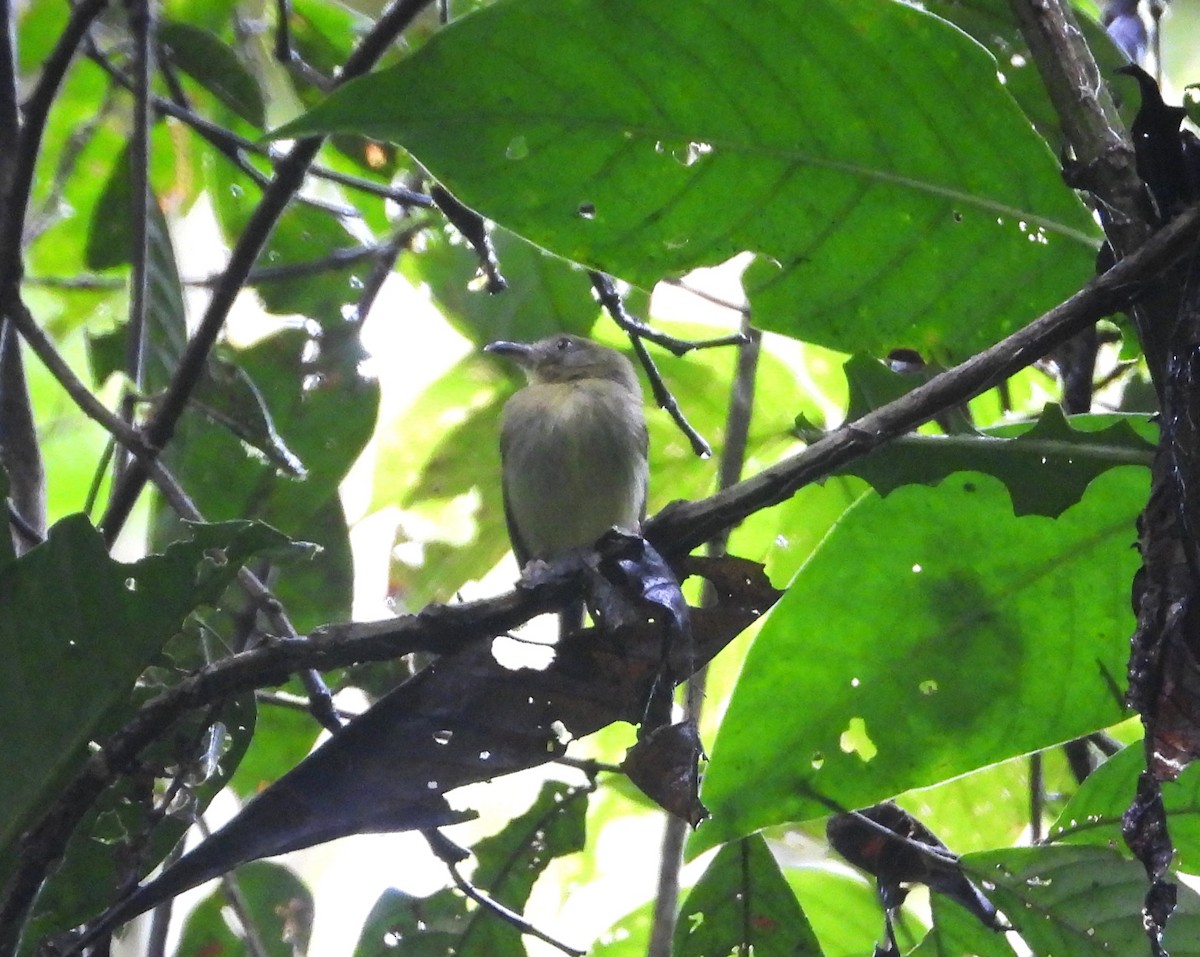 Southern Bentbill - ML640575885