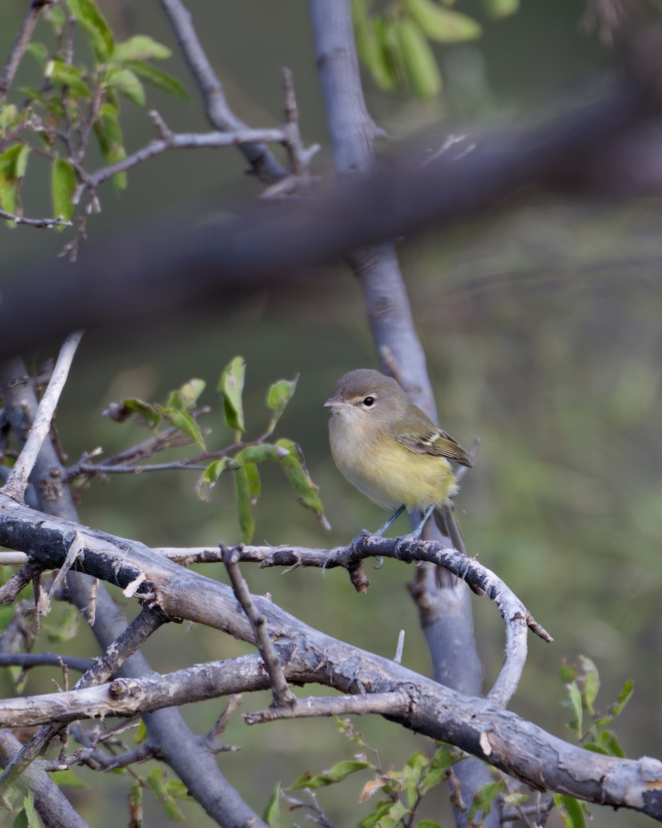 Bell's Vireo - ML640575918