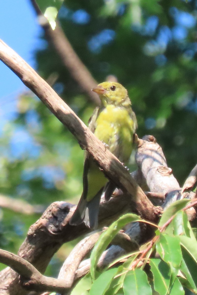 Scarlet Tanager - ML640575938