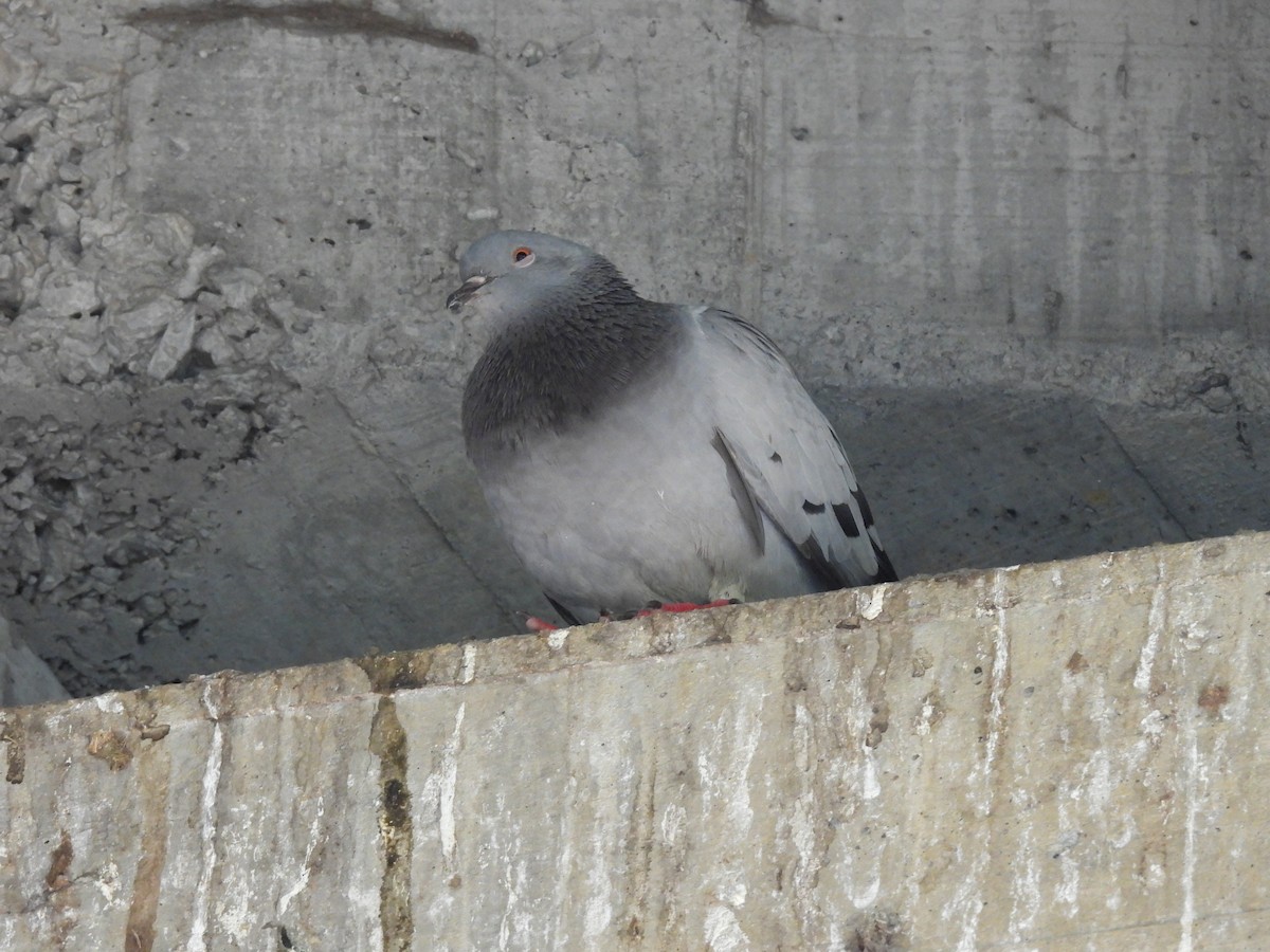 Rock Pigeon (Feral Pigeon) - ML640575950