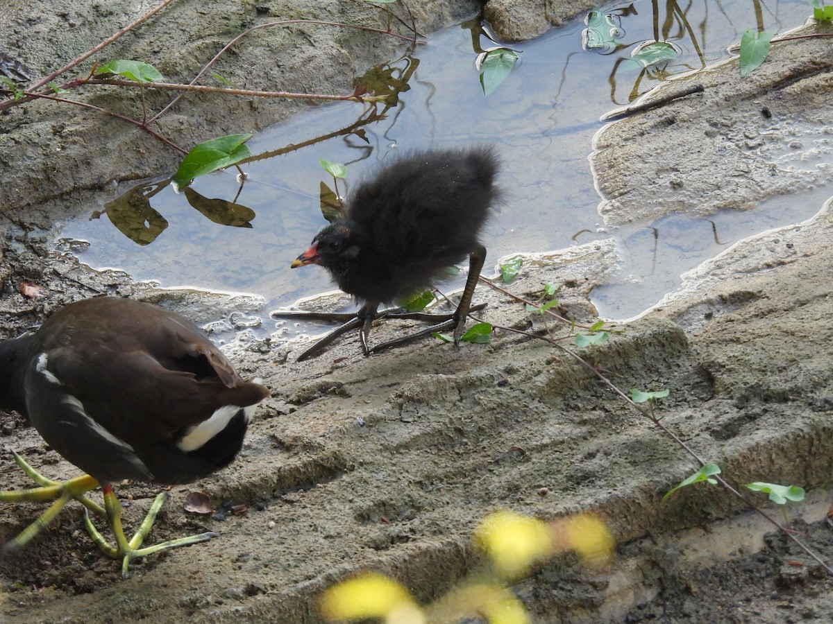 Eurasian Moorhen - ML640575958