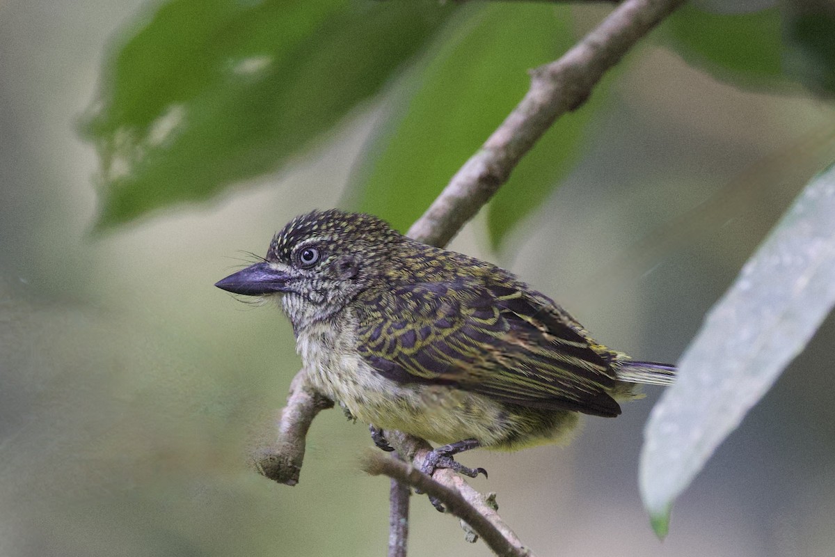 Speckled Tinkerbird - ML640575973