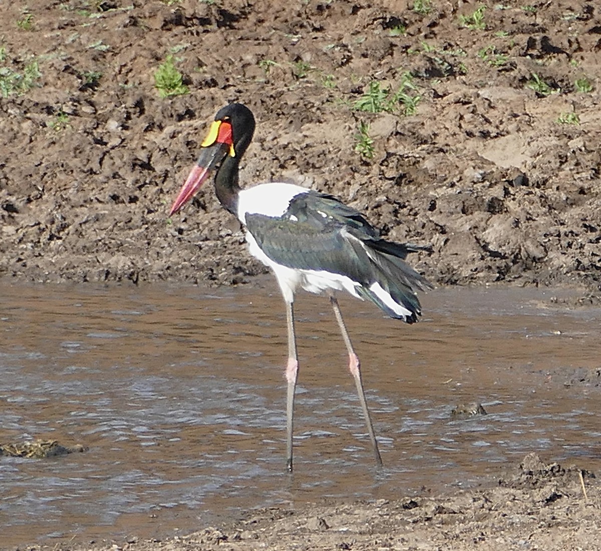 Saddle-billed Stork - ML640575974