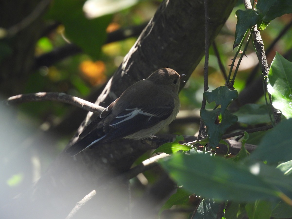 European Pied Flycatcher - ML640575975