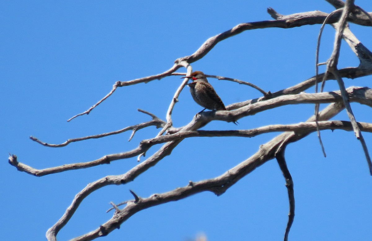 Northern Flicker (Red-shafted) - ML640576006