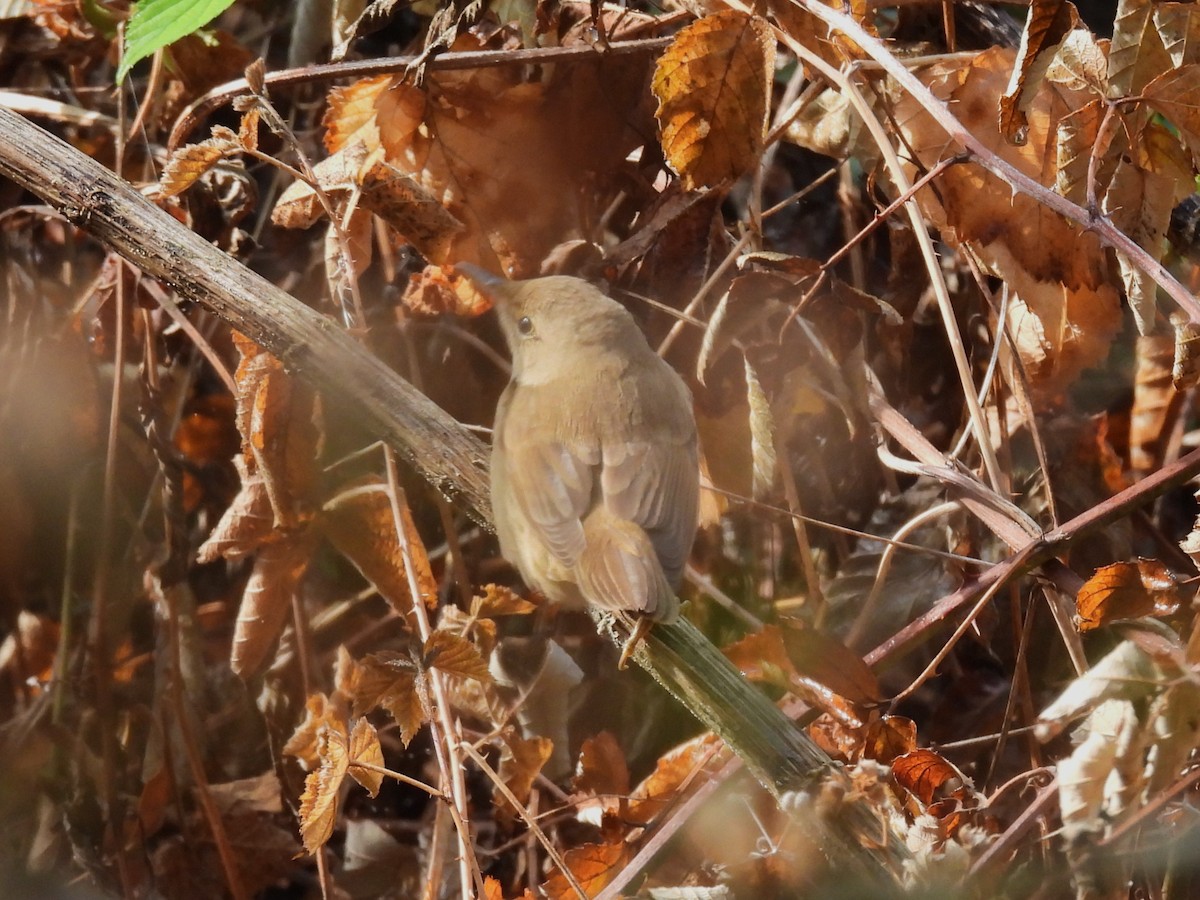 Common Reed Warbler - ML640576041