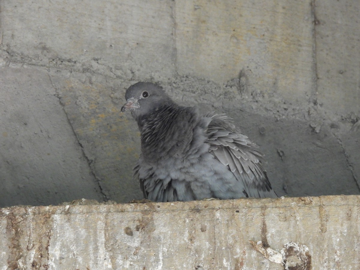 Rock Pigeon (Feral Pigeon) - ML640576076