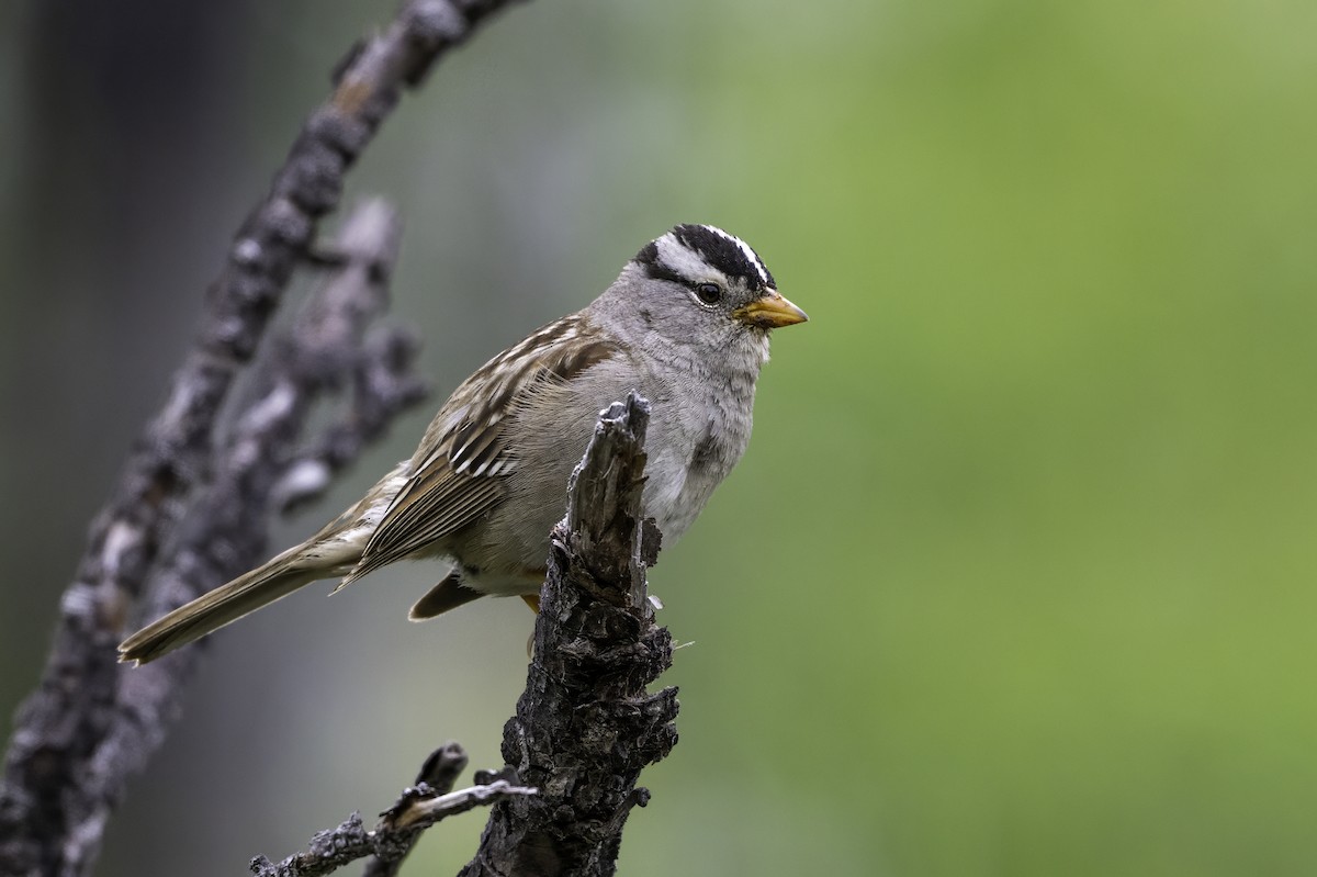 White-crowned Sparrow - ML640576144