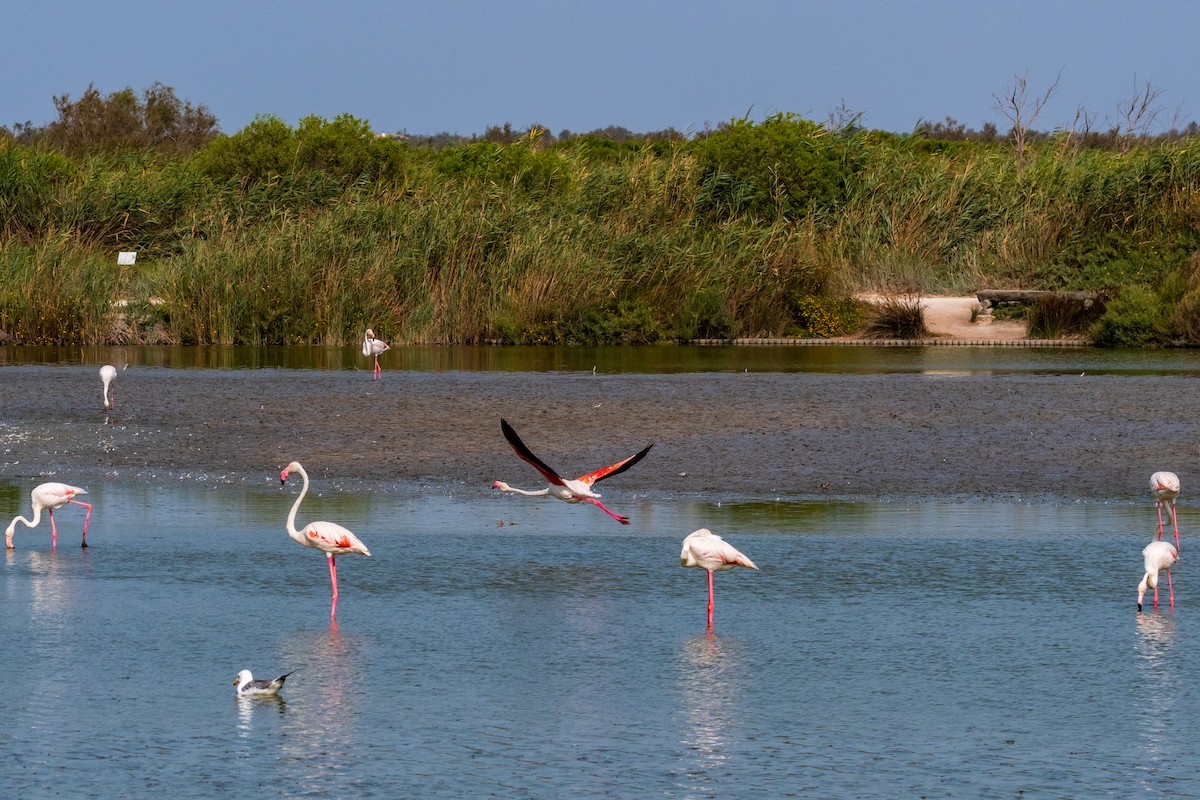 Gaviota Patiamarilla - ML640576153