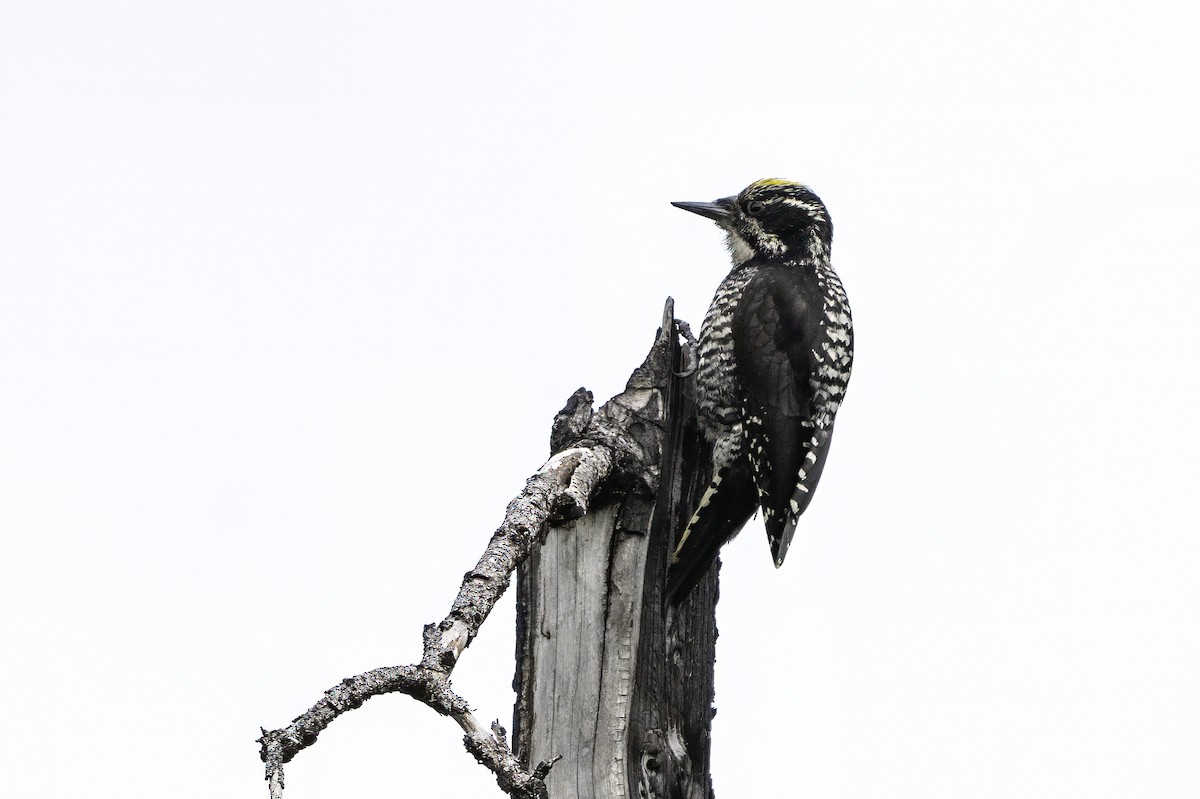 American Three-toed Woodpecker - ML640576196