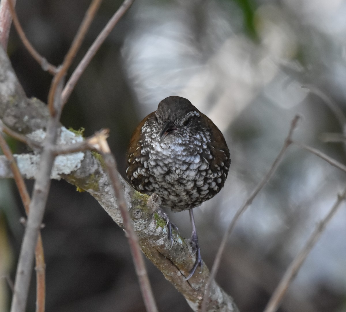 Sharp-tailed Streamcreeper - ML640576209