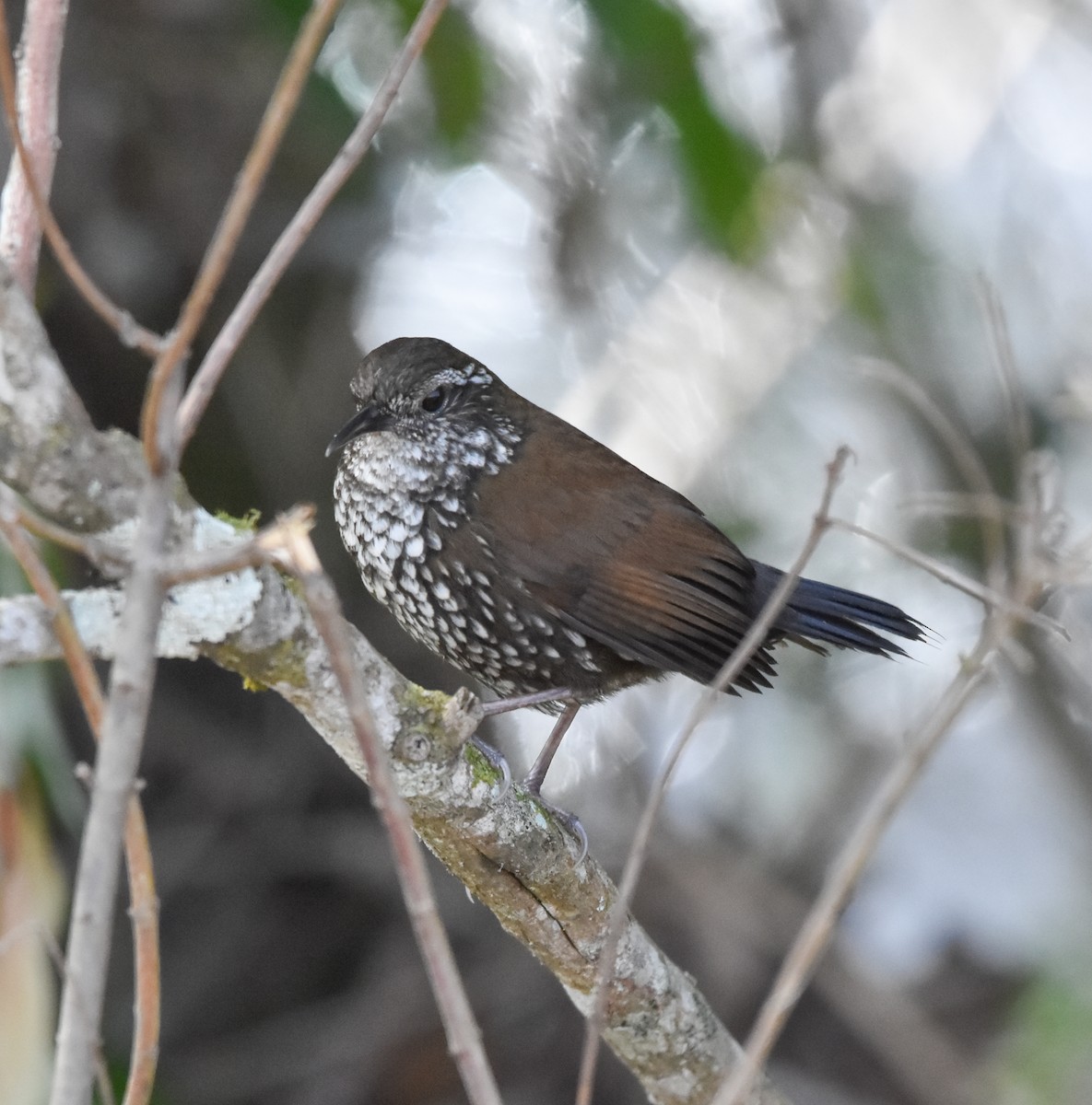 Sharp-tailed Streamcreeper - ML640576211