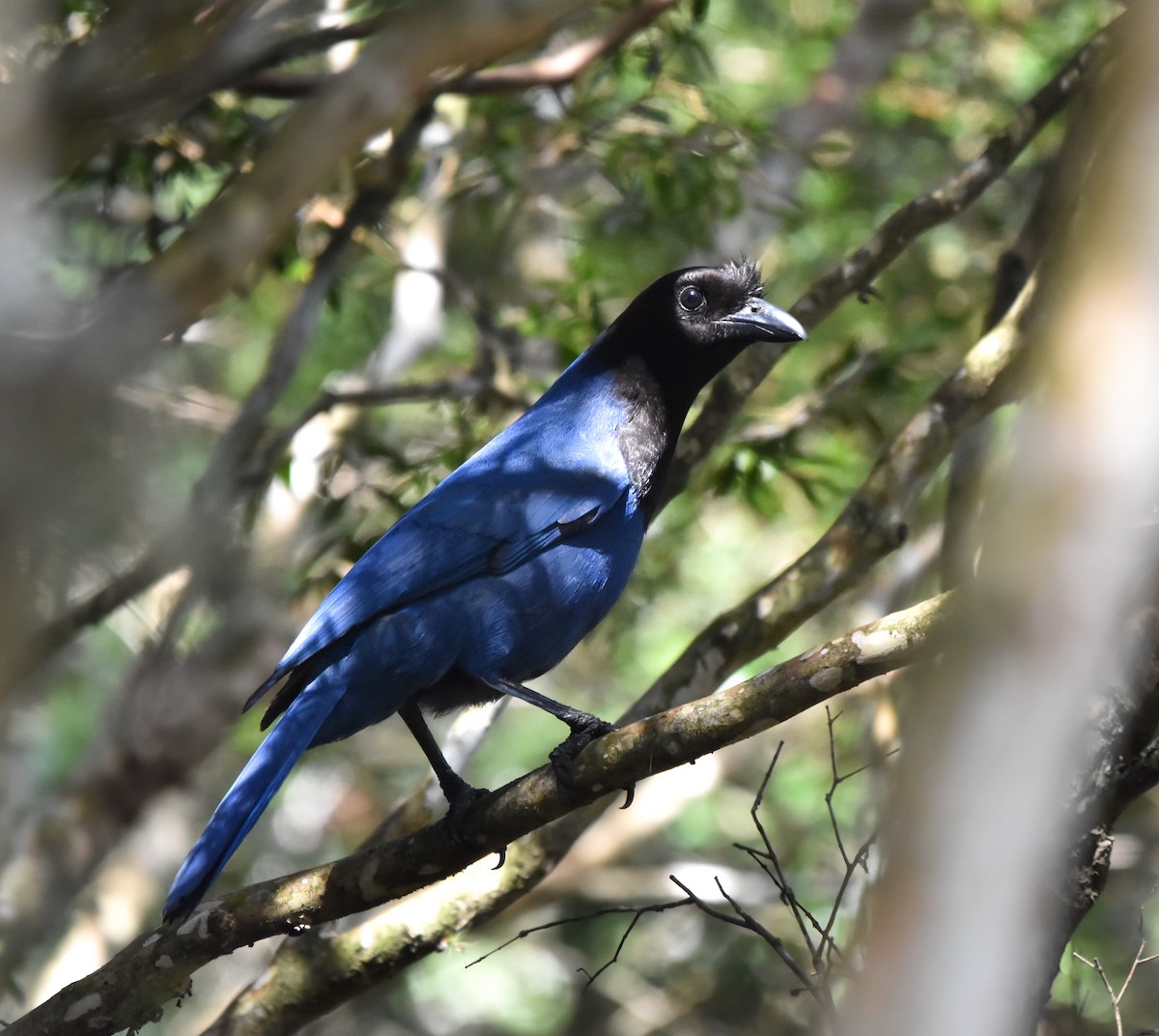 Azure Jay - ML640576351